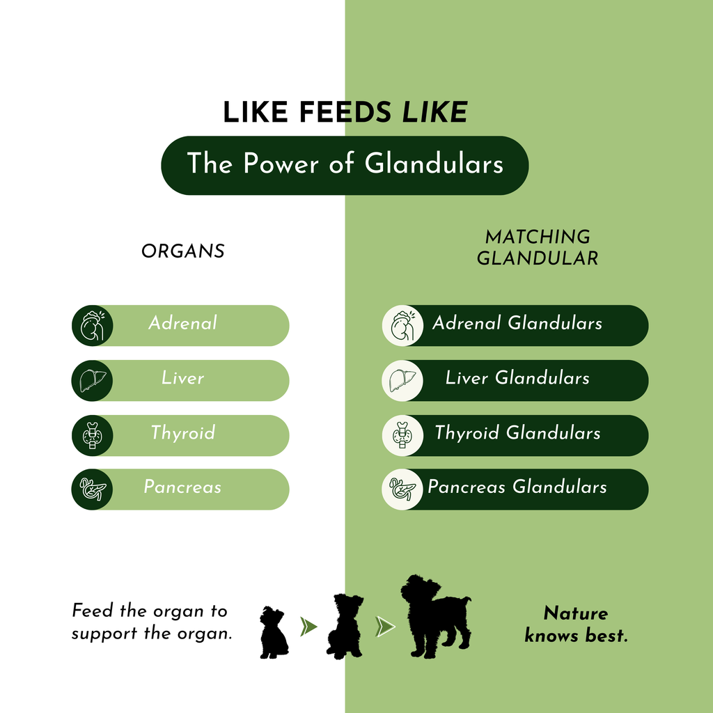 Holistic Total Body Support for Dogs & Cats