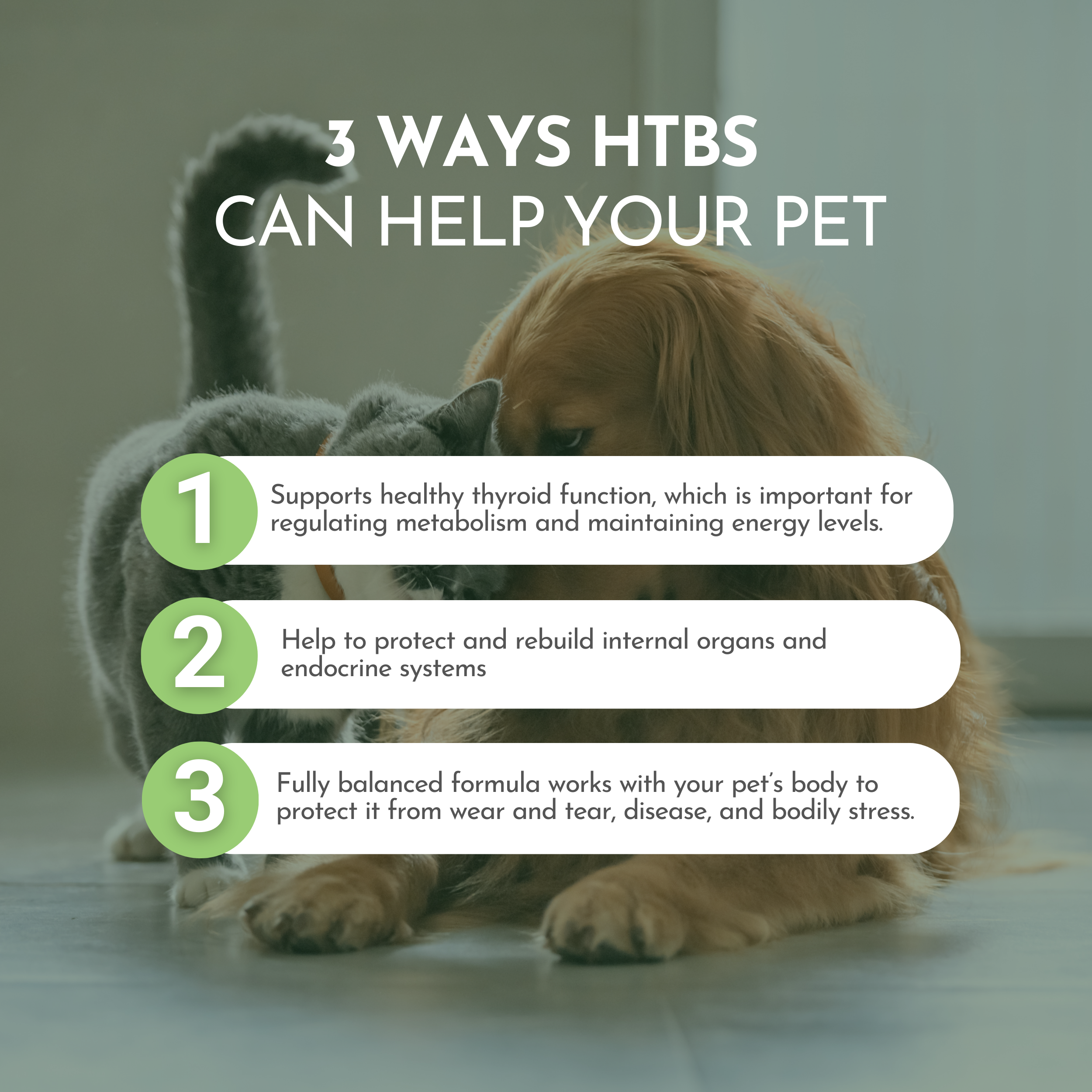 Holistic Total Body Support for Dogs & Cats